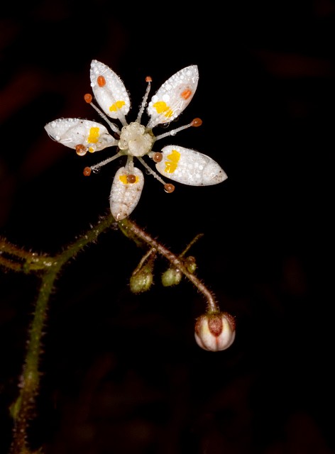 Saxifraga ferruginea 20-9795.jpg